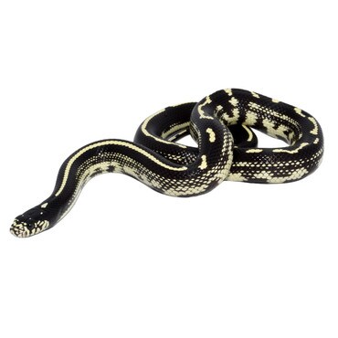 High Black Californian King Snake